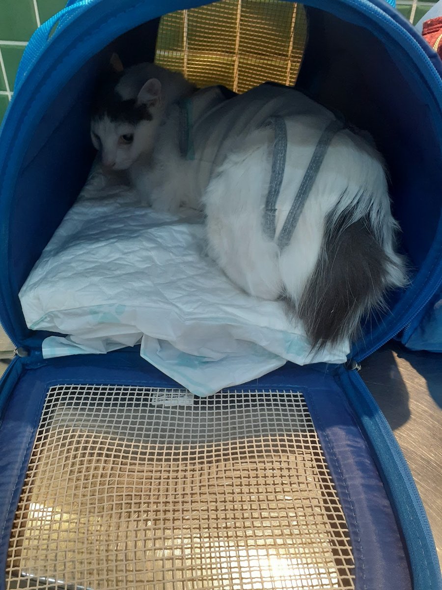 Veterinária Propato - Pet Shop em Rio de Janeiro