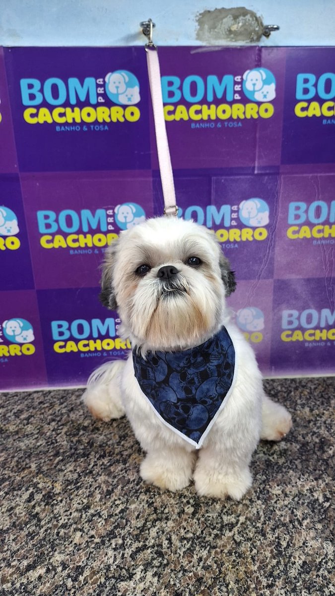 BOM PRA CACHORRO