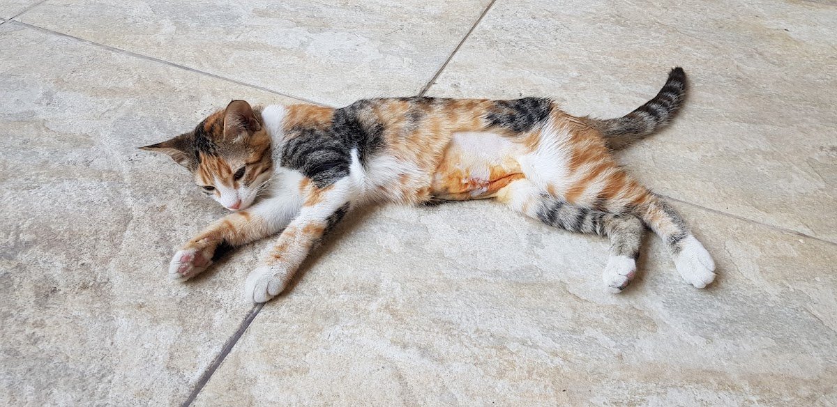 Clínica Veterinária Mundo dos Bichos