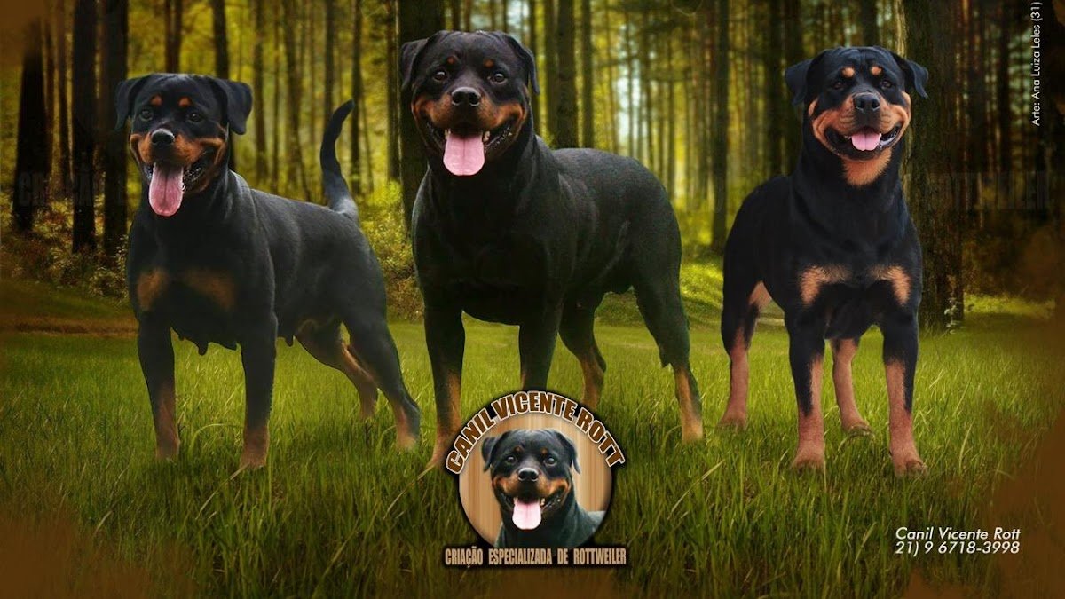 Canil Rottweiler Rj - Canil Minotauro Grego