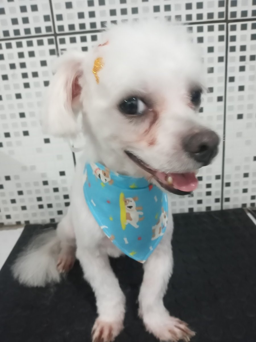 Banho de Cheiro Estética Animal