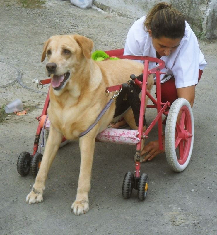 Veterinária Bandeirante
