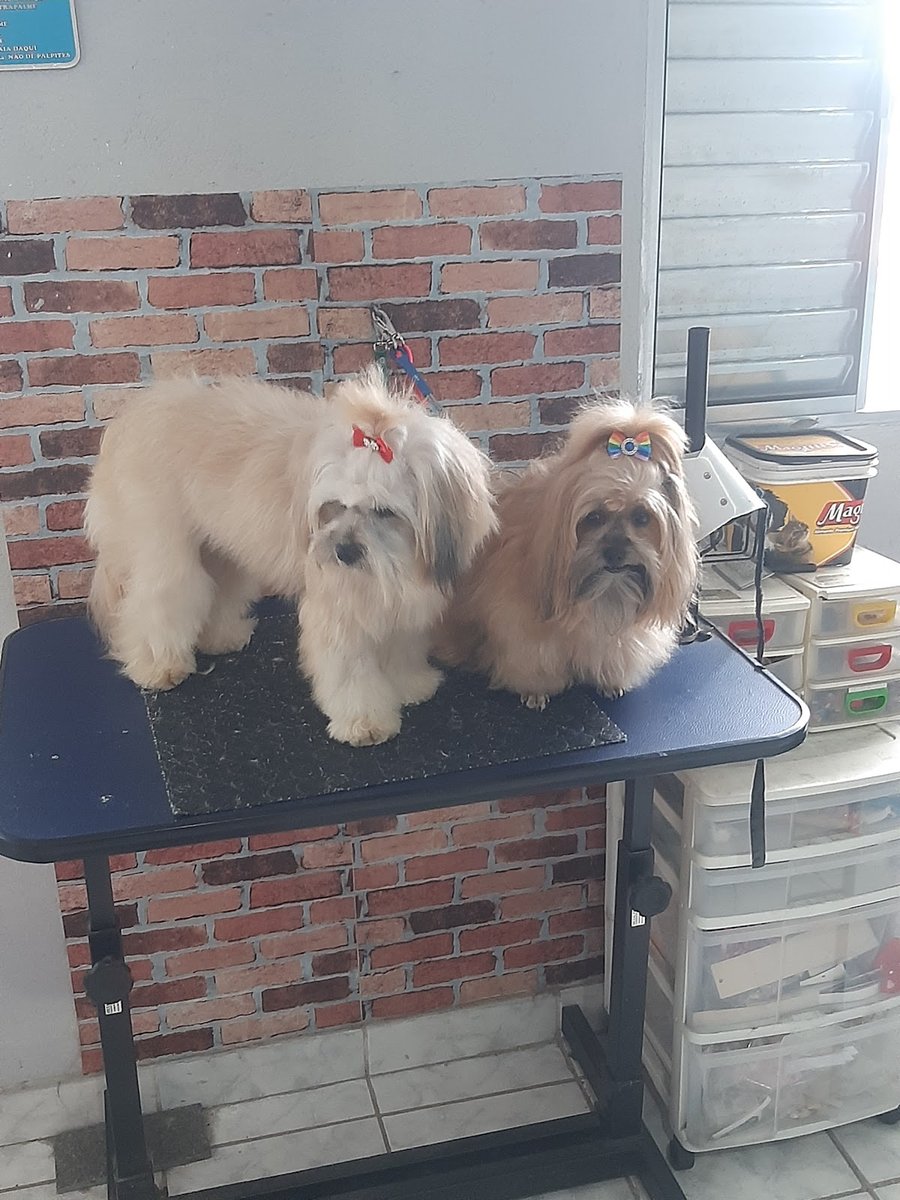 TAUANA BANHO E TOSA ITAPEVI JANDIRA BARUERI COTIA SÃO PAULO - Pet Shop em Barueri