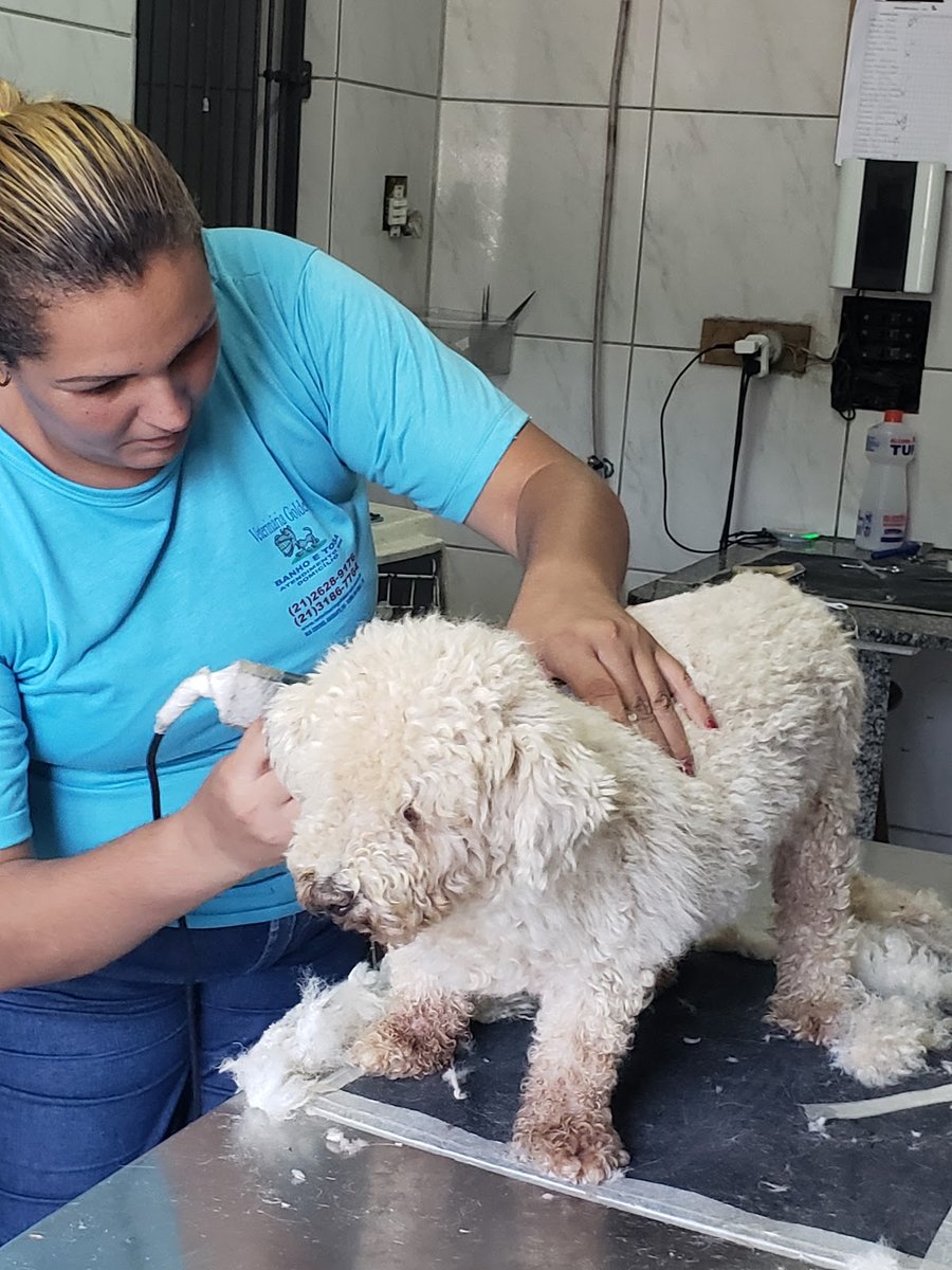 Veterinária Golden-vet