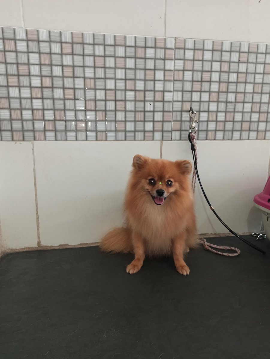 Quatro Patas - Pet Shop em Volta Redonda