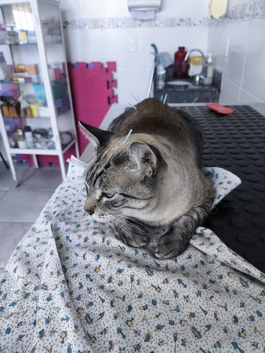 Veterinary Campo Grande