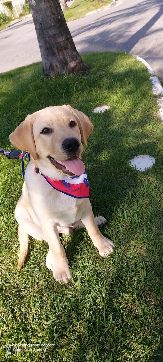 Animal & Cia Pet Shop