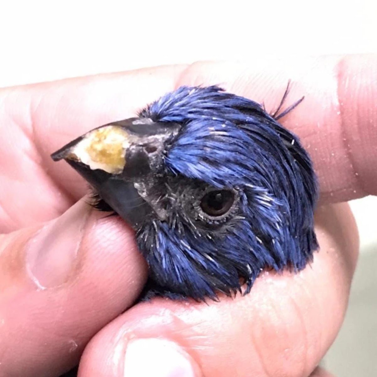 Consultório Veterinário - Pet Shop em Rio de Janeiro
