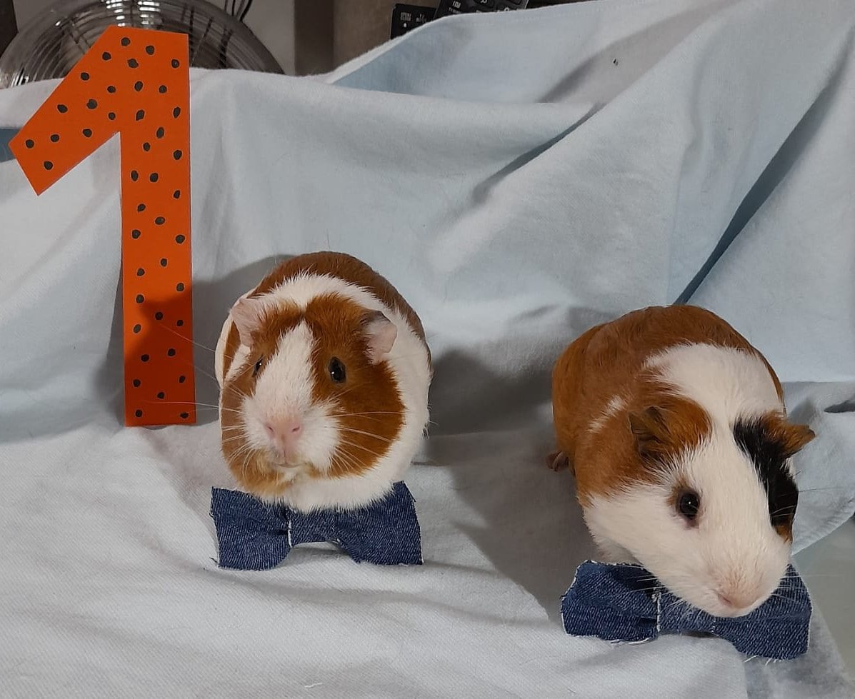 Pet shop bola de pelos