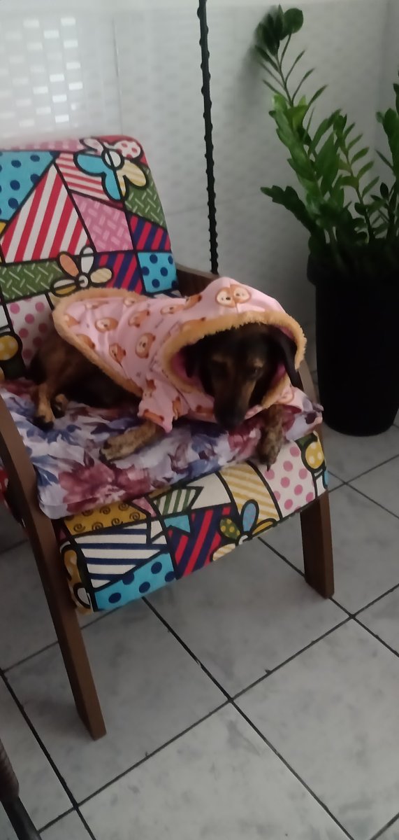 Veterinária Meu Amigãozão