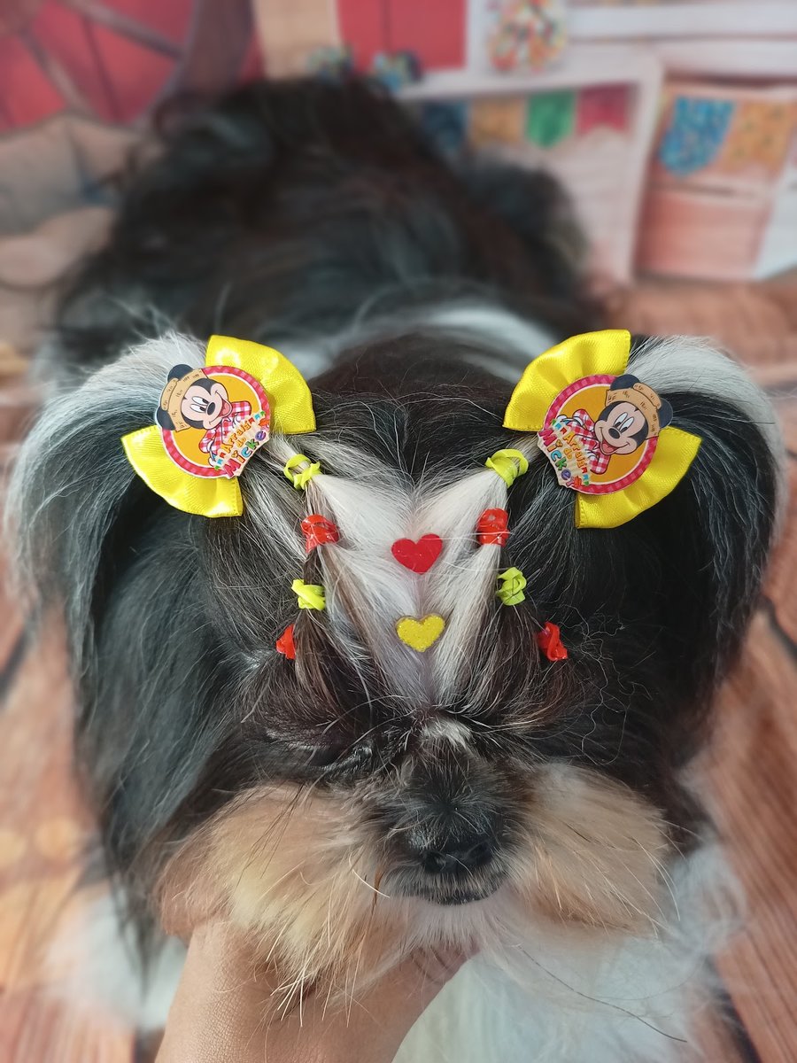 Fifito´s Banho e Tosa