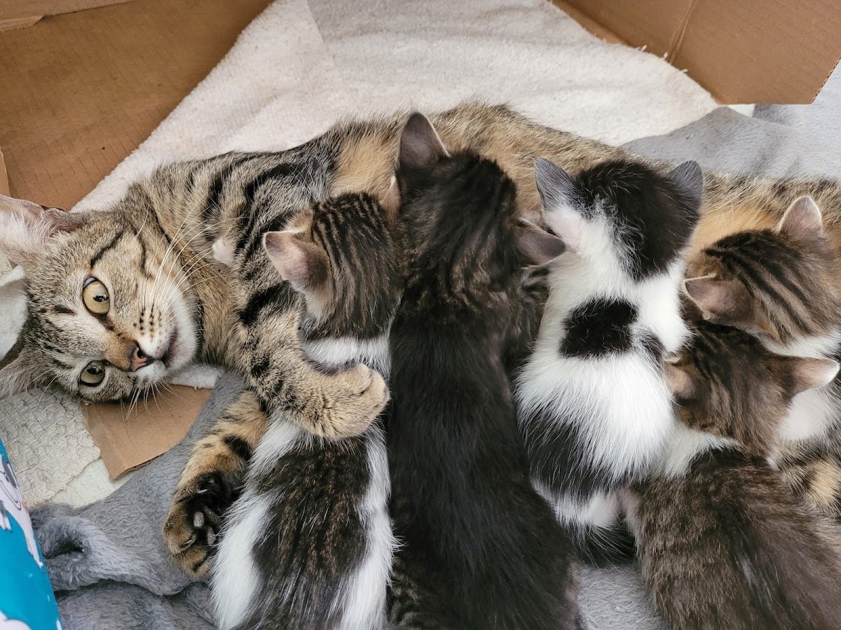 Clinica Veterinária Larissa Veronezi - Pet Shop em Birigui