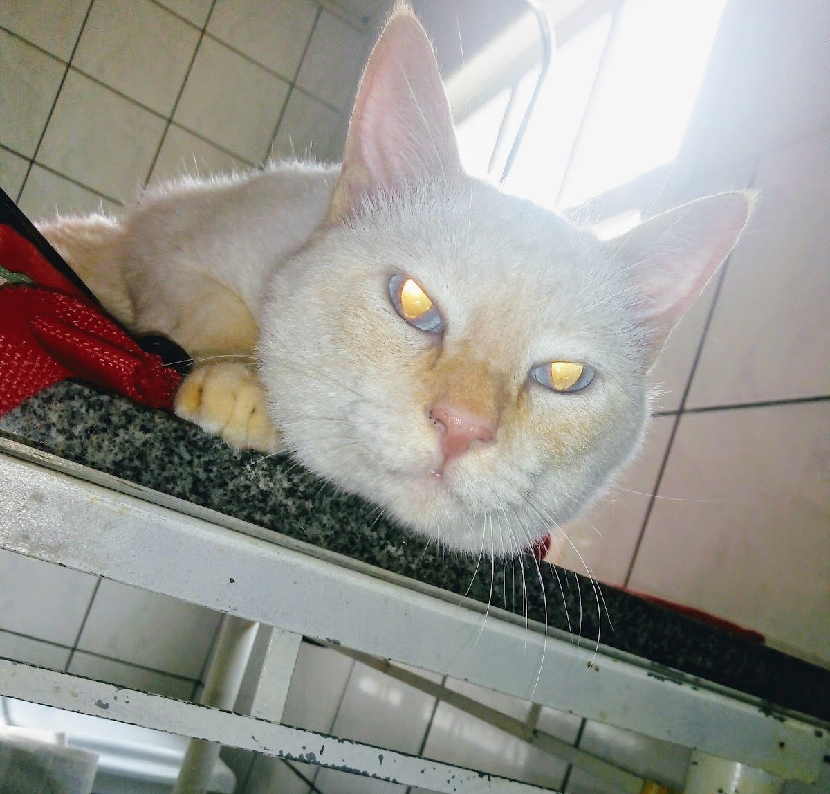 Clínica Veterinária São Francisco - Pet Shop em Criciúma