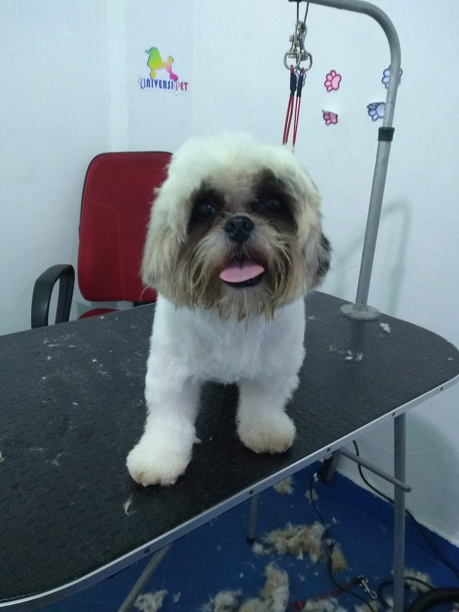 Shamah - Duque de Caxias