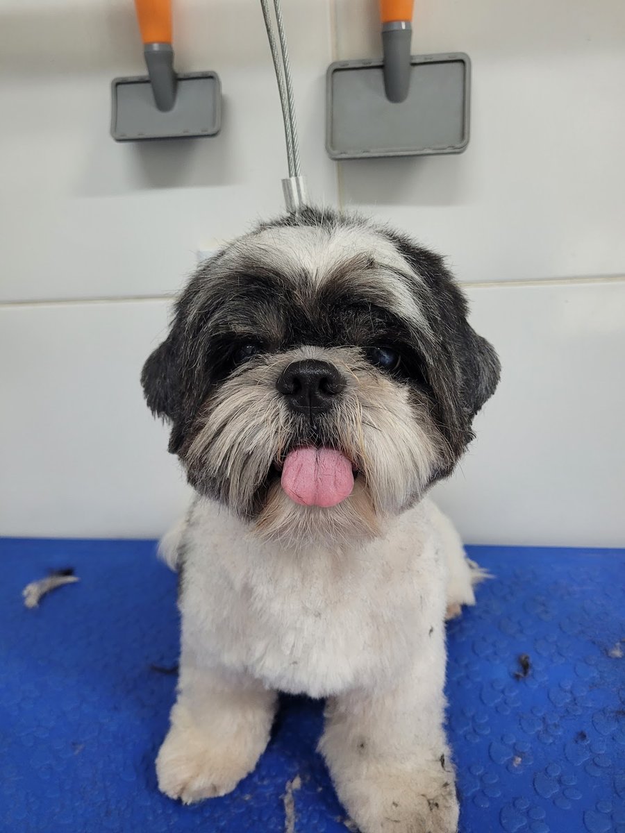 Mascotes - Centro Veterinário