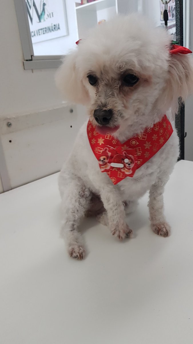 Hora do Charme - Banho e tosa