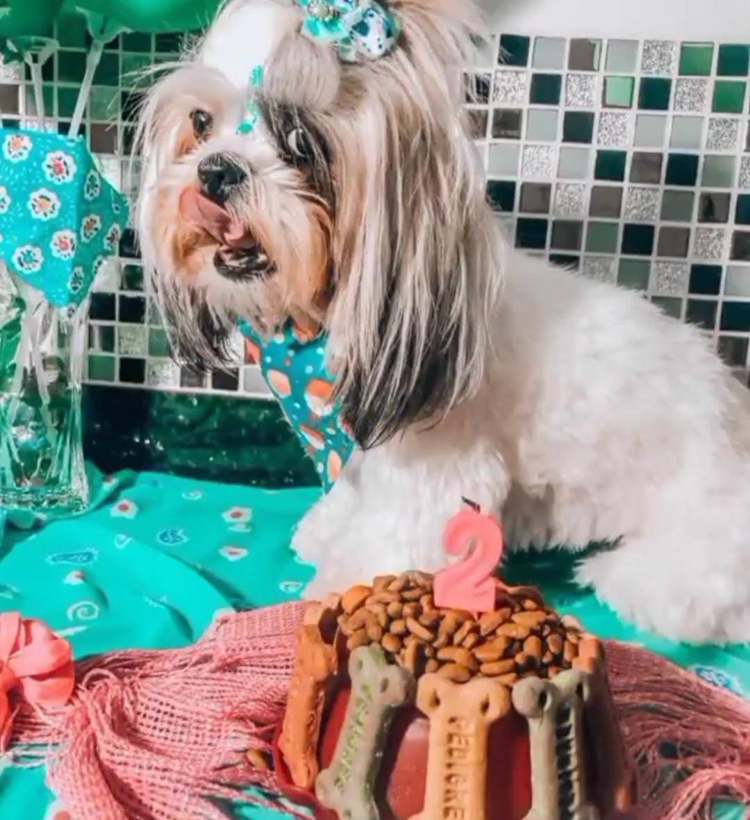 Animale - Veterinária