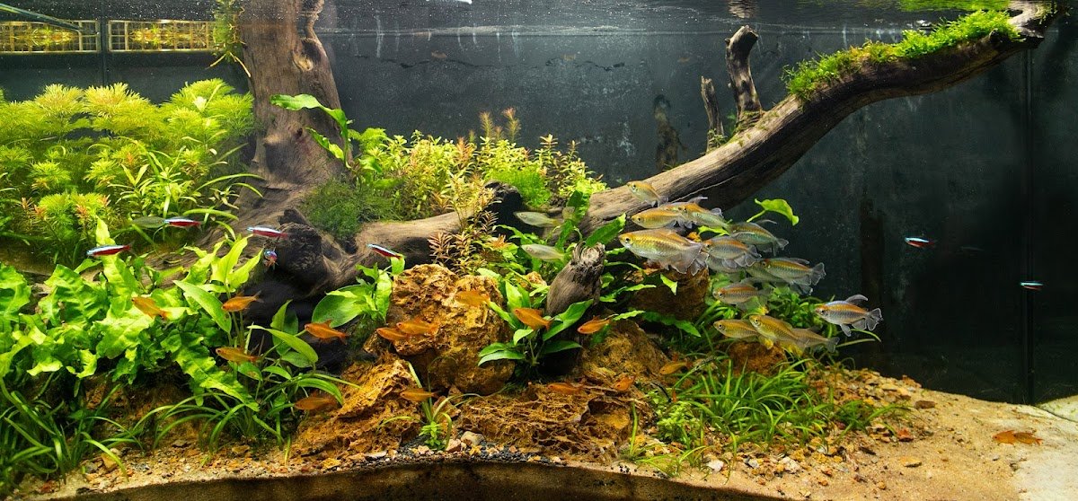 Jardim Submerso