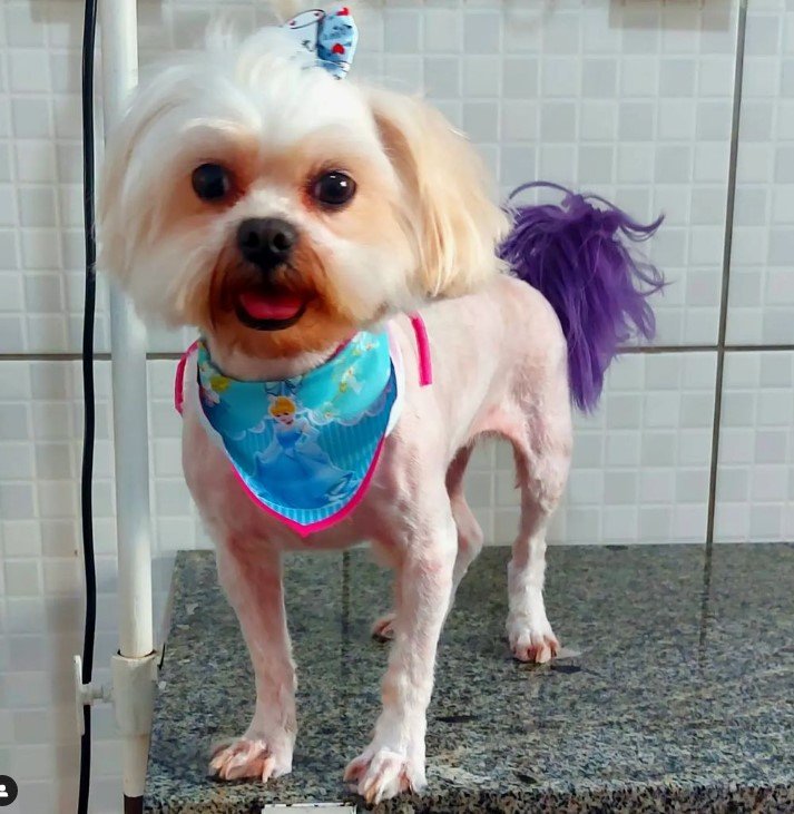 Hospeda Pet Lafaiete