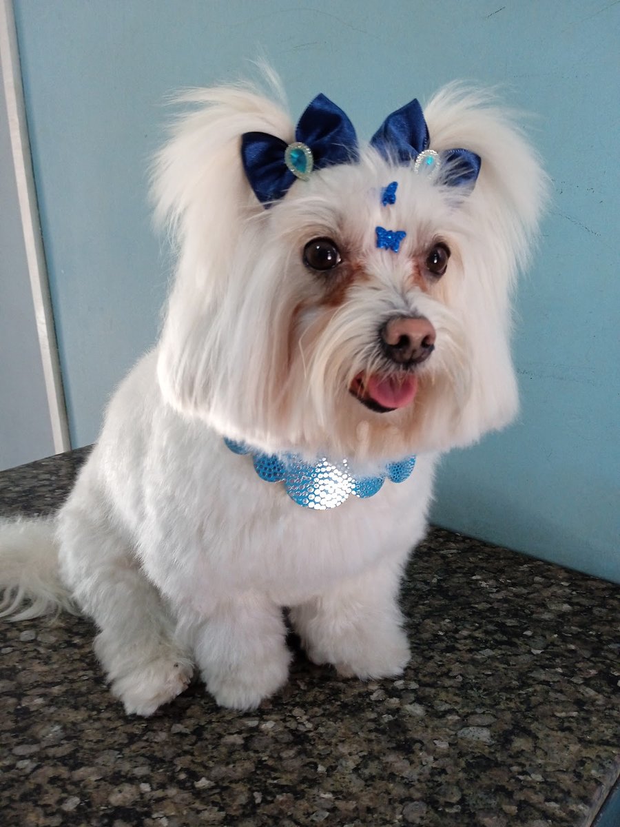 Pet shop Lafaiete - Dognó Estética Animal