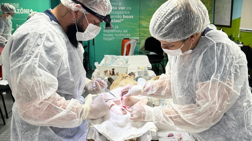 CONSULTÓRIO VETERINÁRIO M.S.