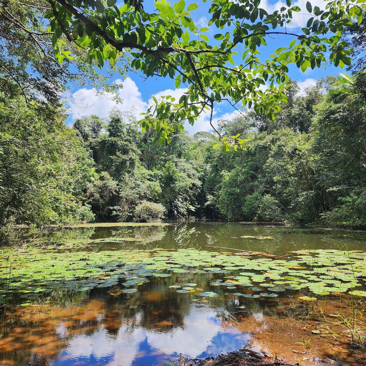 Refúgio de Vida Silvestre Metrópole da Amazônia