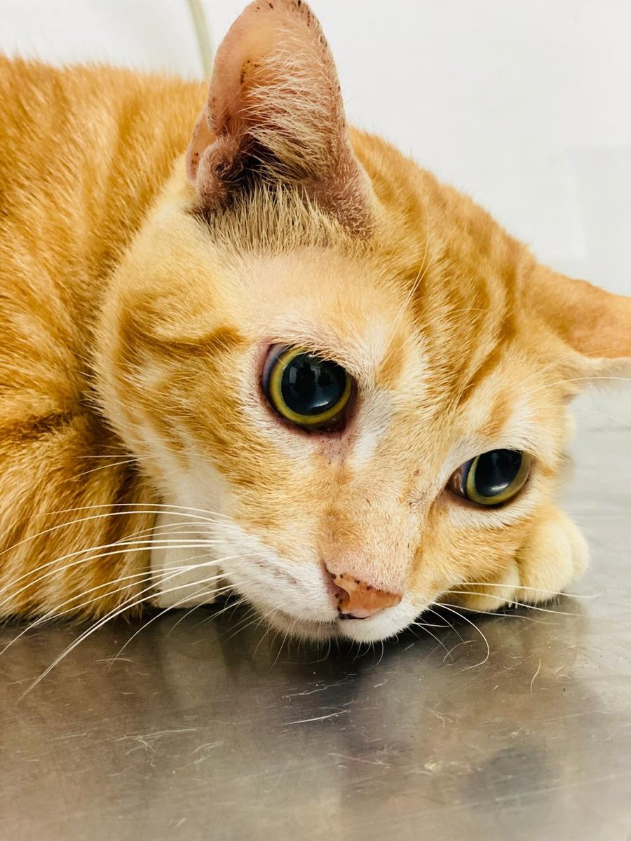 Veterinário em Casa - Dr. Carlos Junior