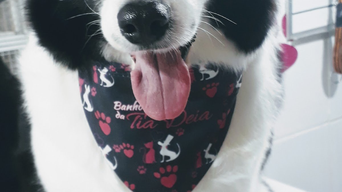 Banho e tosa tia deia