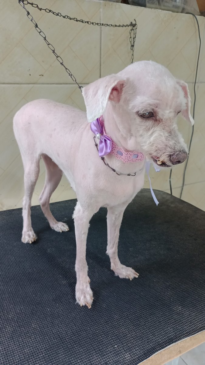 PetChic Banho, Tosa e Hospedagem