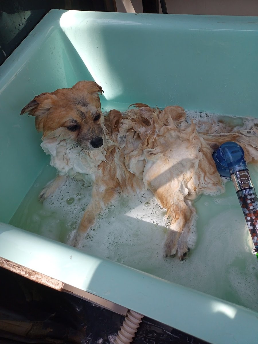 Pet vip banho e tosa em domicílio