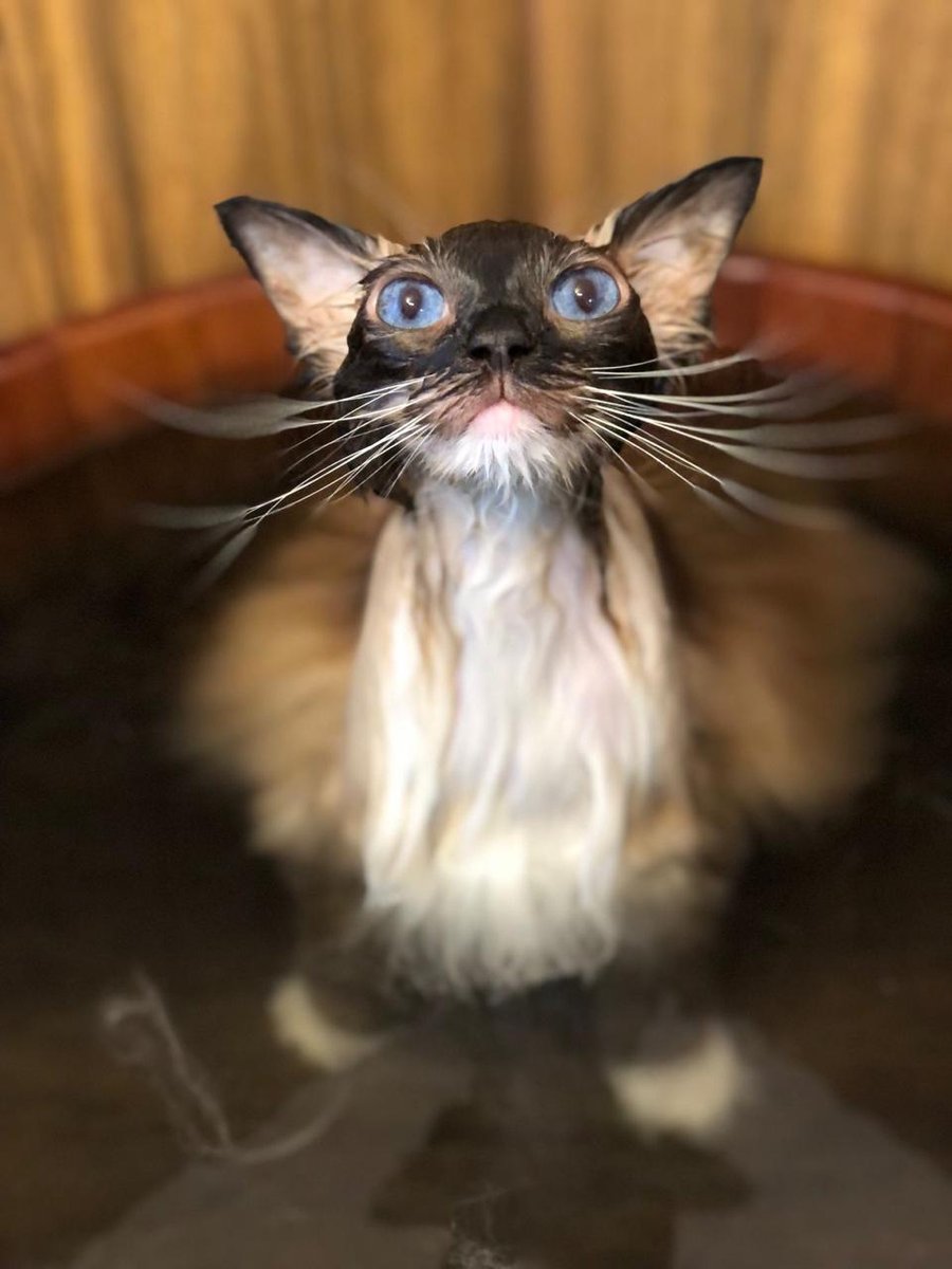 Banho dos Gatos - Cat Spa