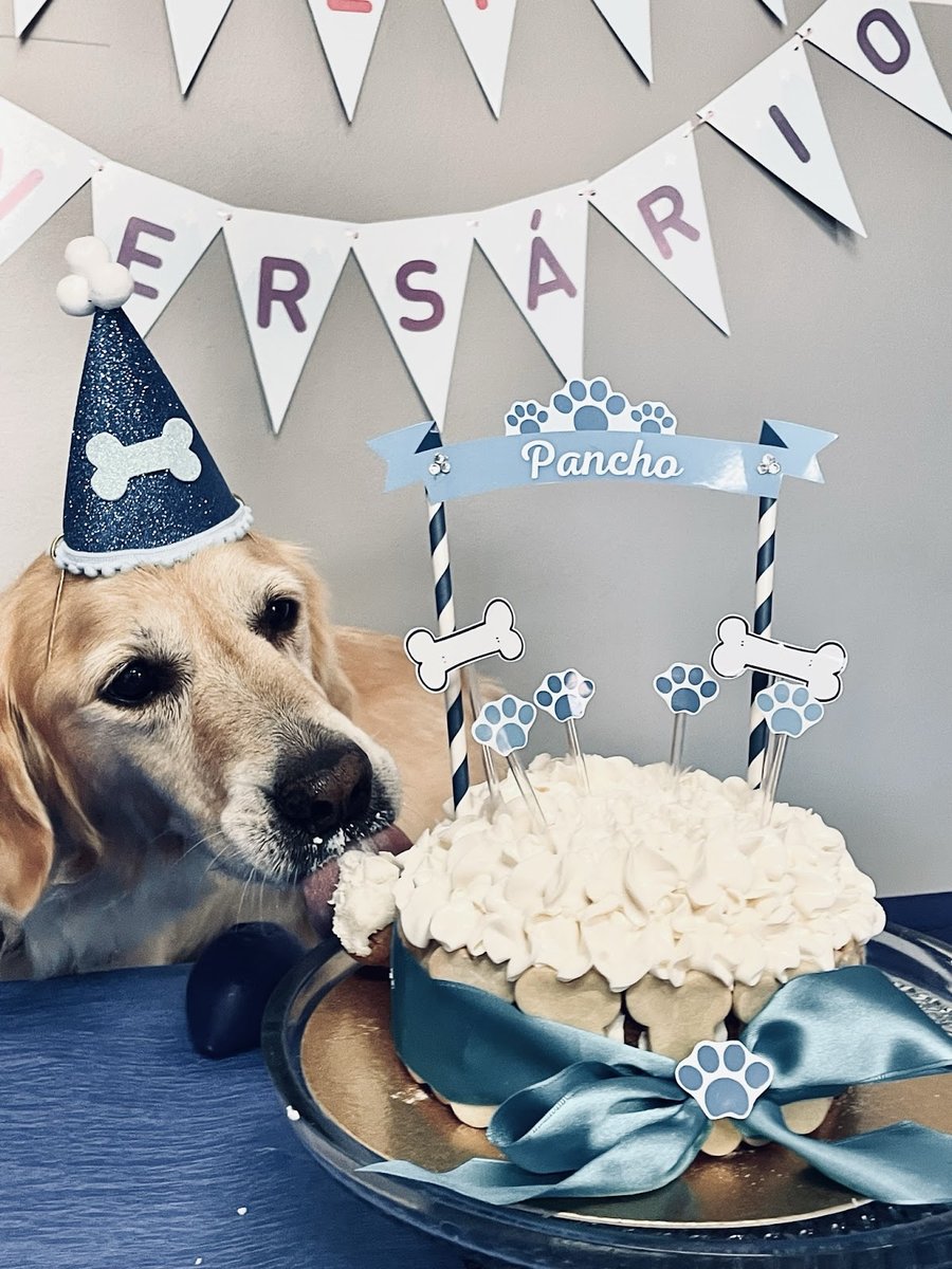 TKD - THE King Doggy: Hotel & Creche para cães