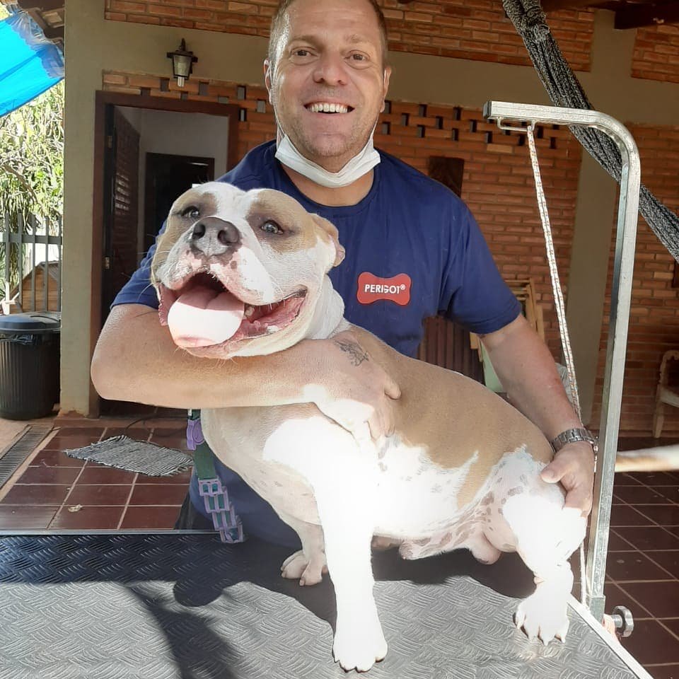 Igor banho e tosa em domicilio - Pet Shop em Brasília