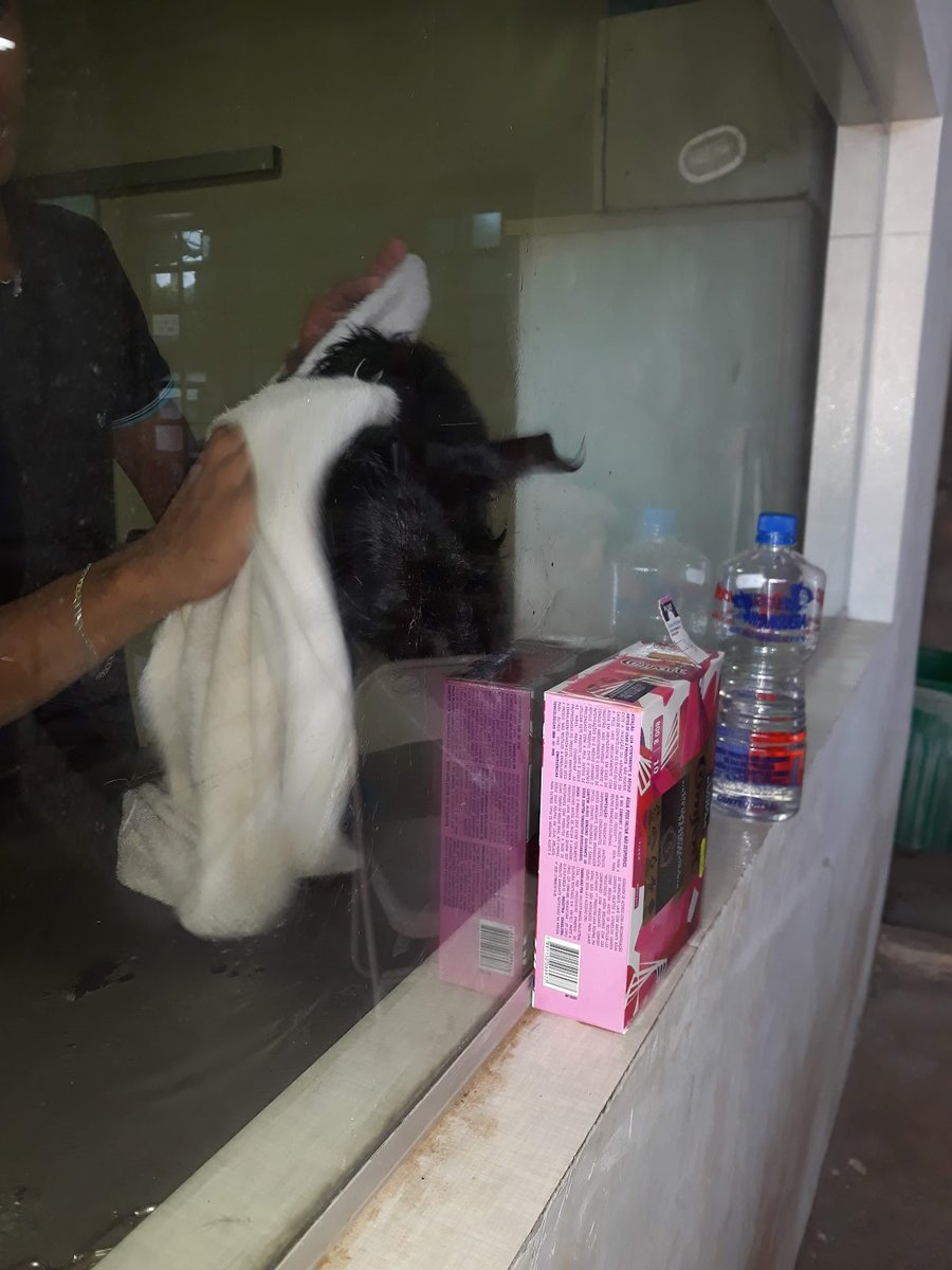 DUD'S BANHO E TOSA DOMICILIAR - Pet Shop em Brasília