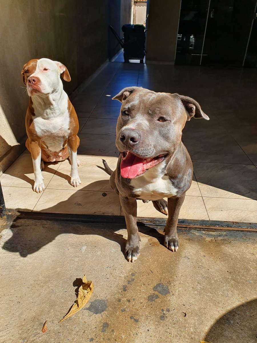 Pet Feliz Veterinária e Banho & Tosa - Pet Shop em Brasília