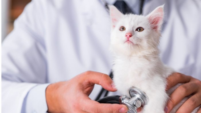 Clínica Veterinária Negreiros