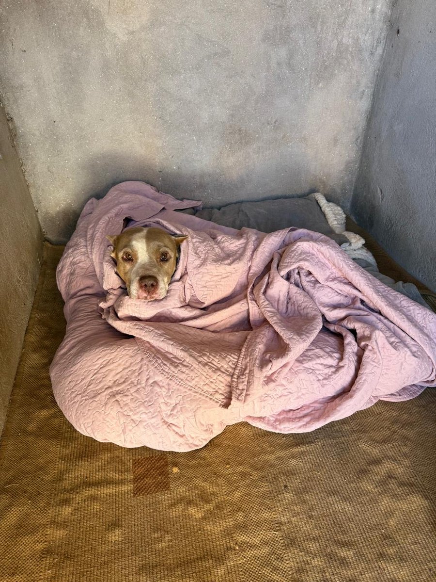 Consultório Veterinário Samambaia - Pet Shop em Brasília