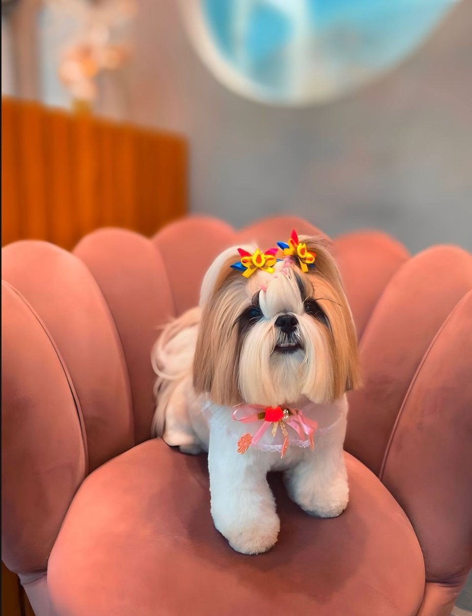 Banho e tosa Casa pet luxo - Pet Shop em Rio de Janeiro