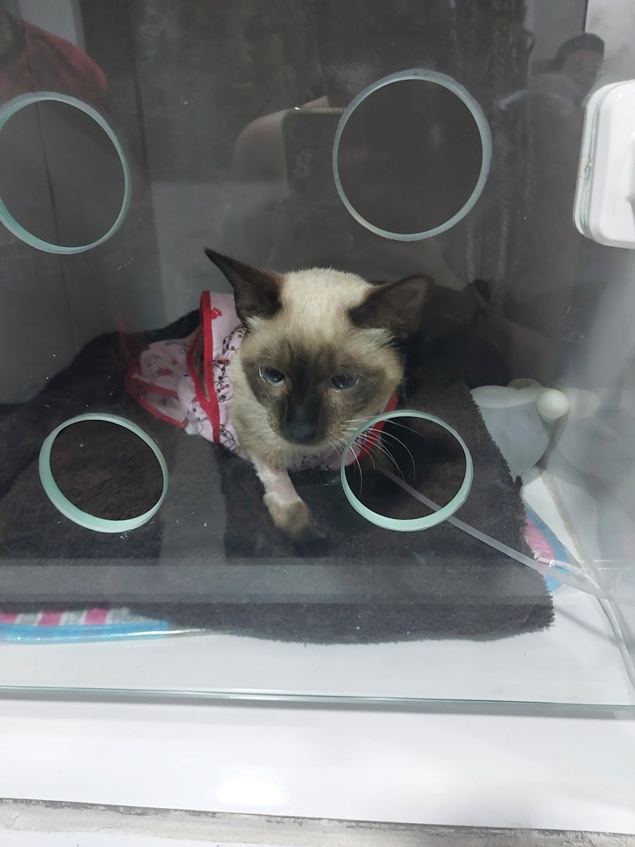 Clínica Veterinária Vet Ilha - Pet Shop em Rio de Janeiro
