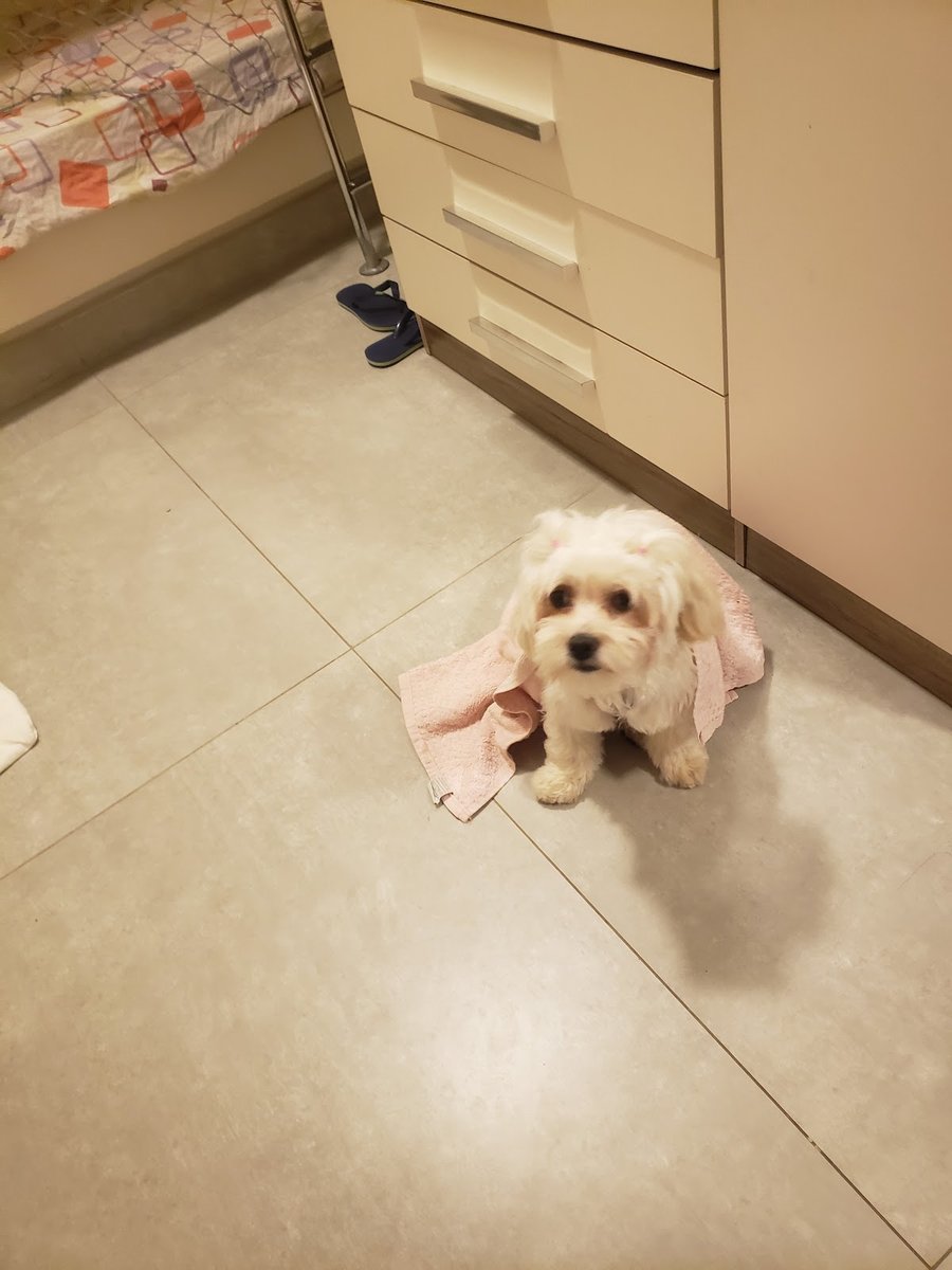 Candoguinho - Banho e Tosa Asa Norte - Pet Shop em Brasília