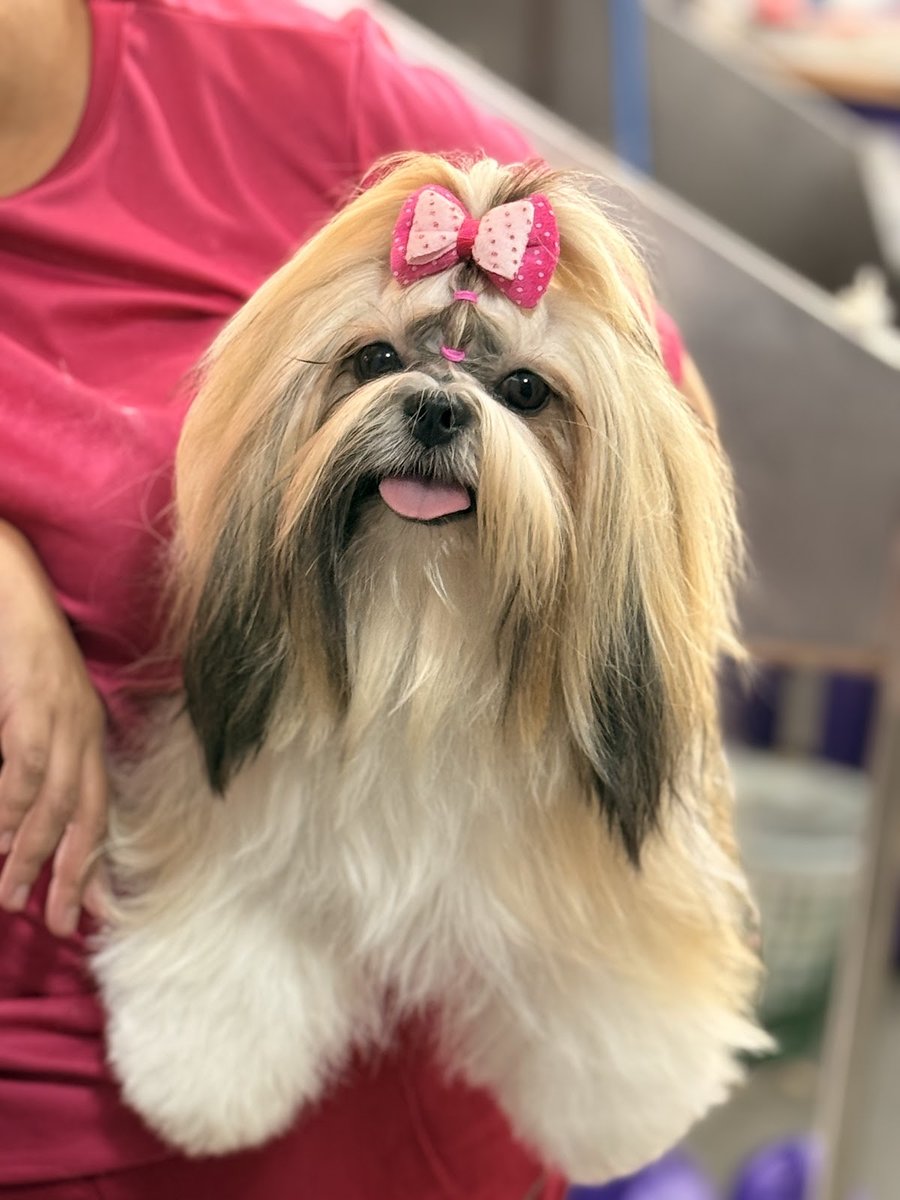 Ketypety banho e tosa - Pet Shop em Brasília