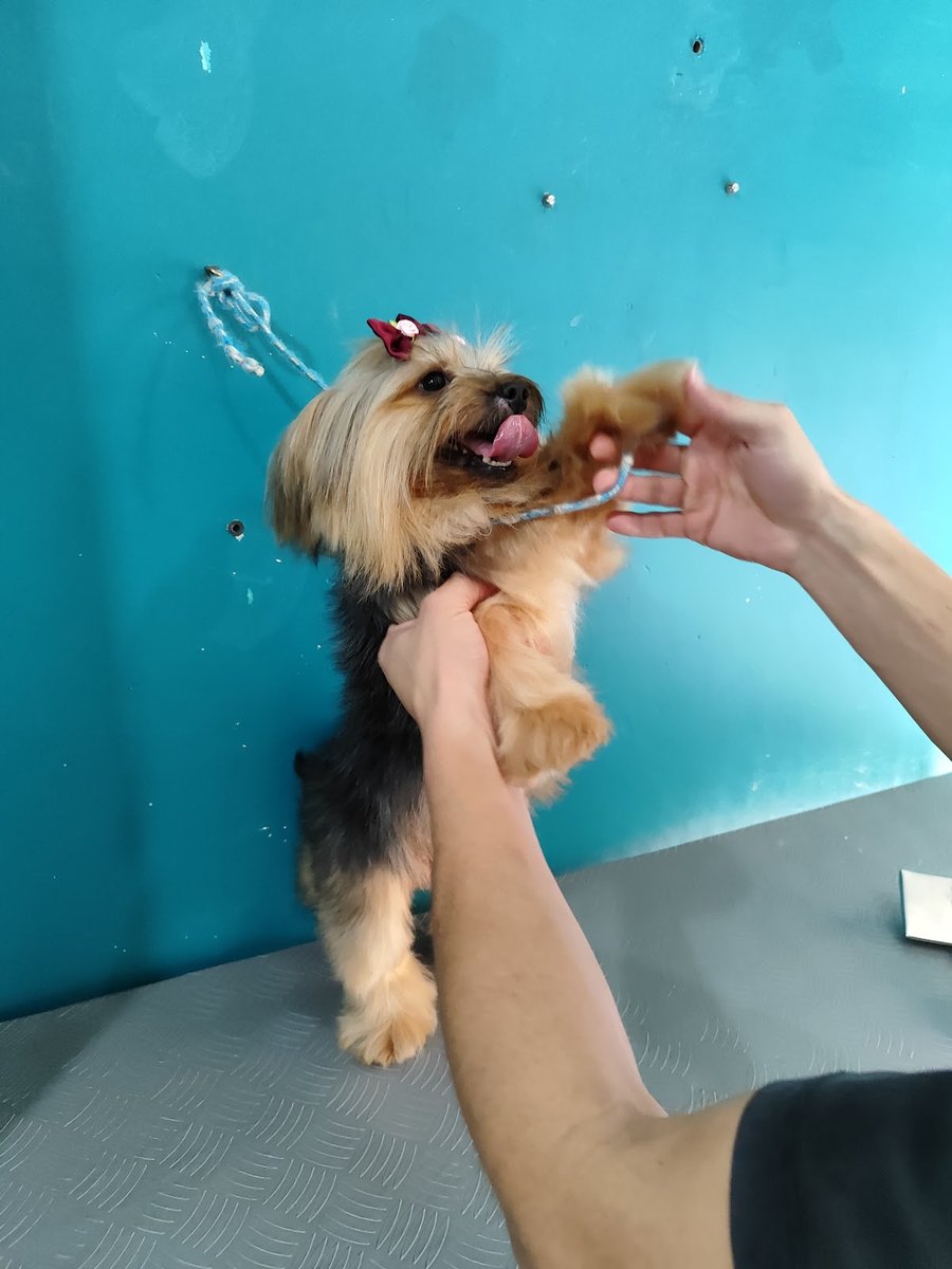 MV Pet Shop (banho e tosa)