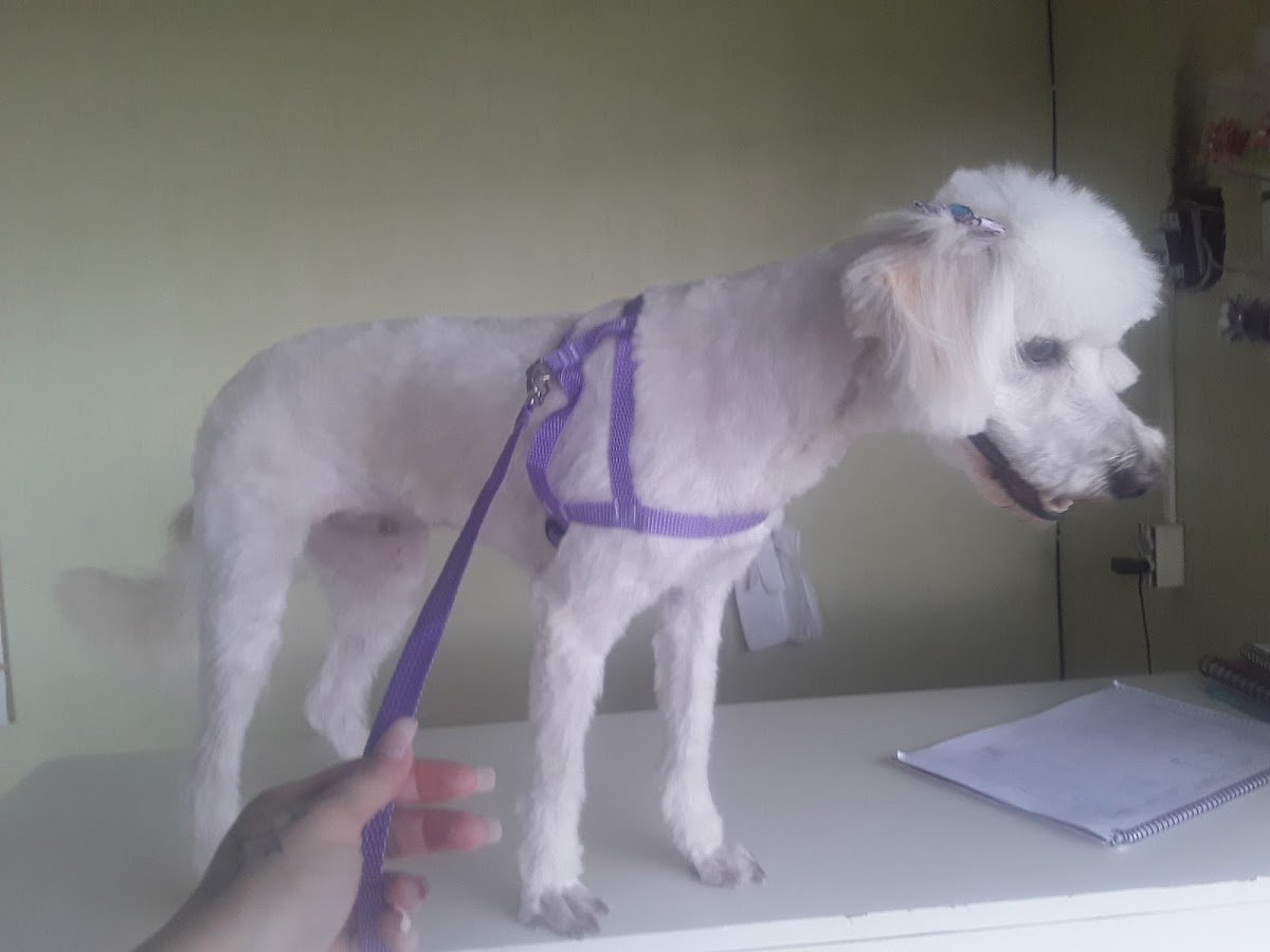 Amigo Meu Banho & Tosa - Pet Shop em Brasília