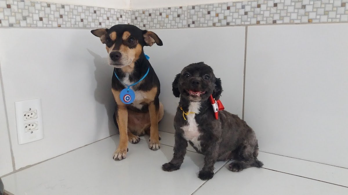 Pet Shop Coisas de Filhote