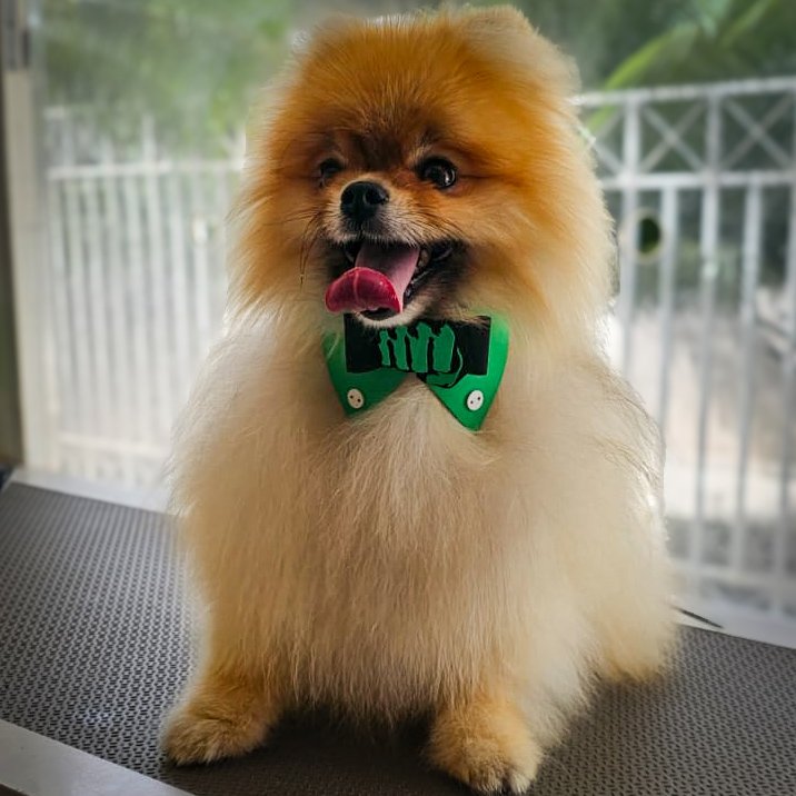 PetVet - Banho e tosa , Veterinário em domicilio, vacinas e exames - Pet Shop em Brasília