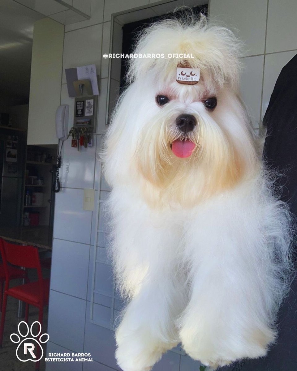 Richard Barros banho e tosa a domicílio