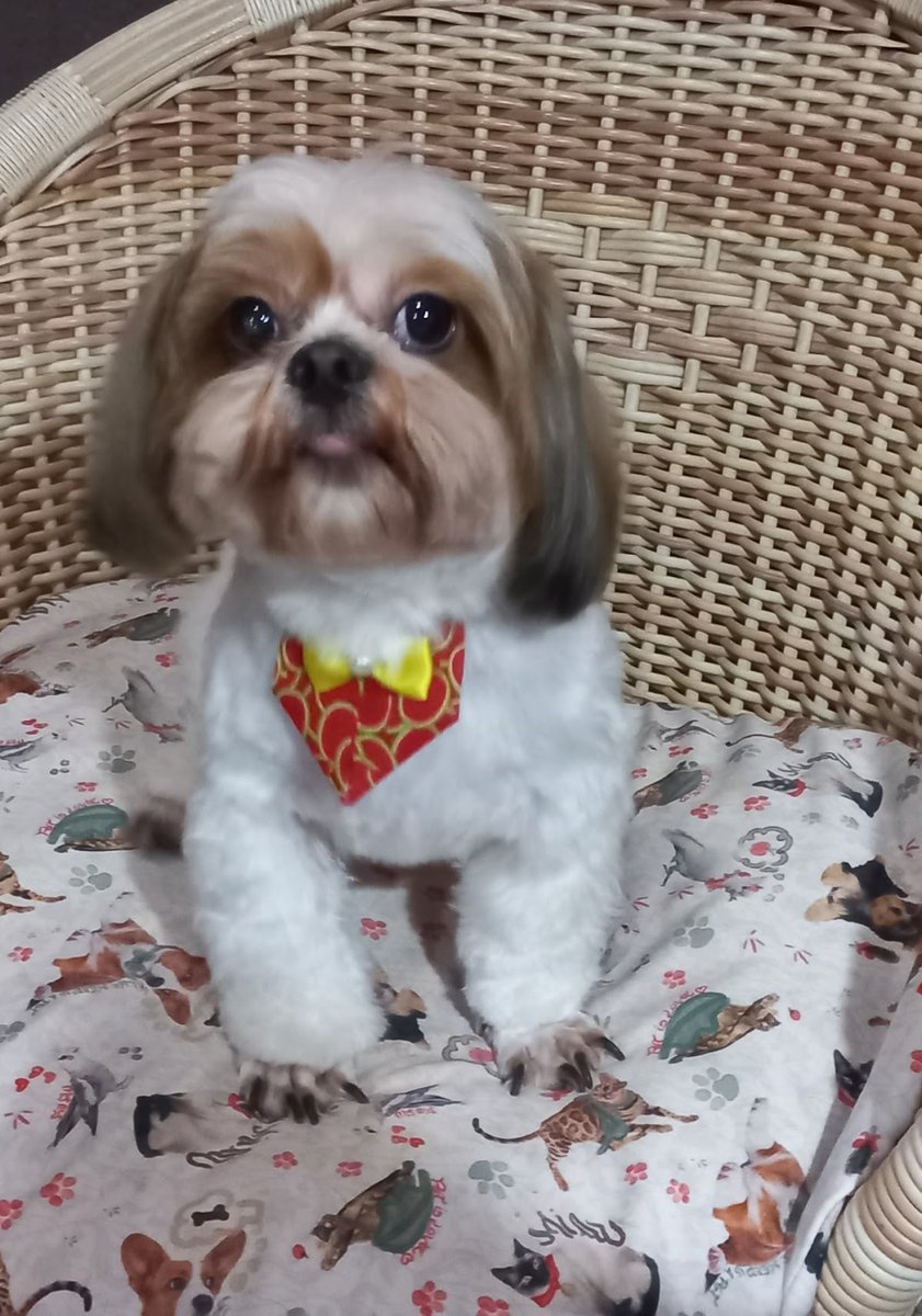 Fofucho’s & Fofolete’s banho e tosa - Pet Shop em Brasília