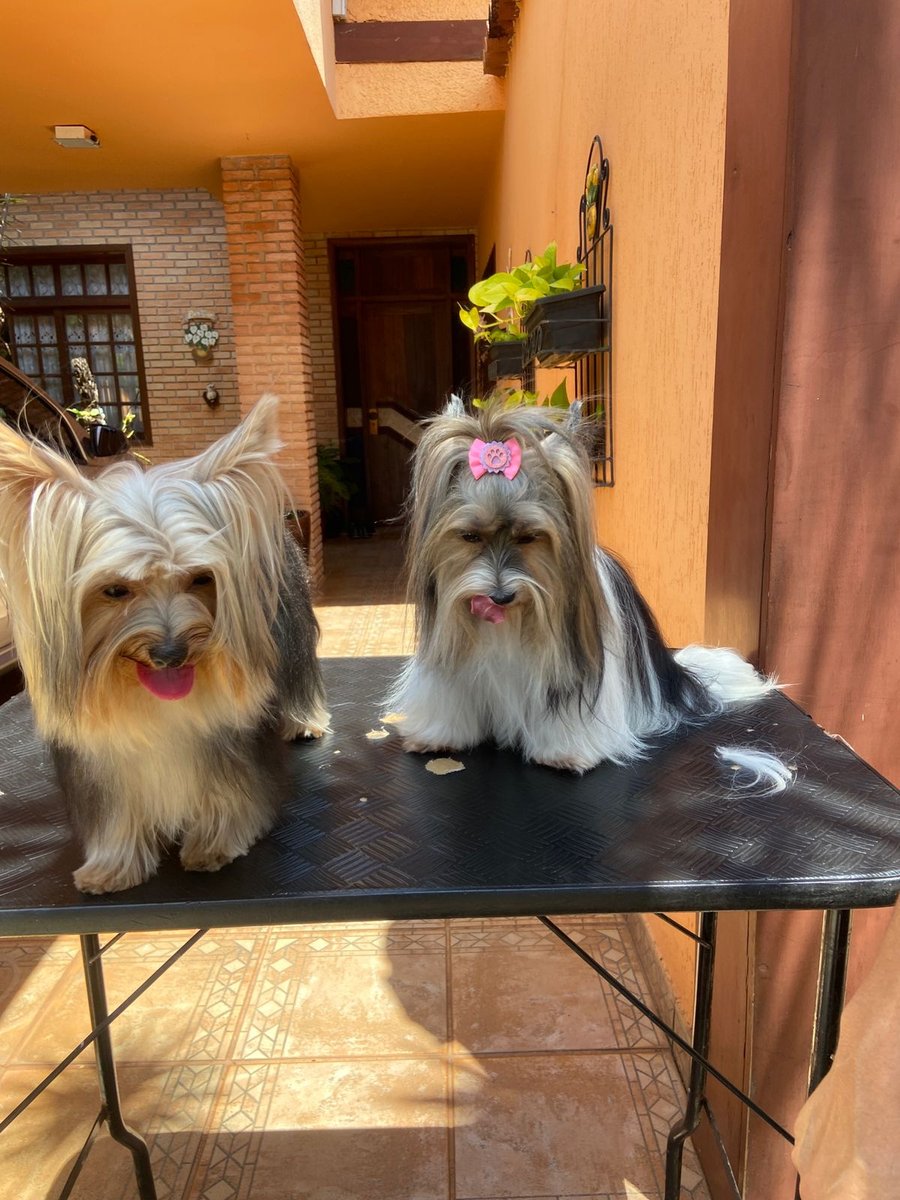 Banho e tosa no domicílio betania - Pet Shop em Brasília