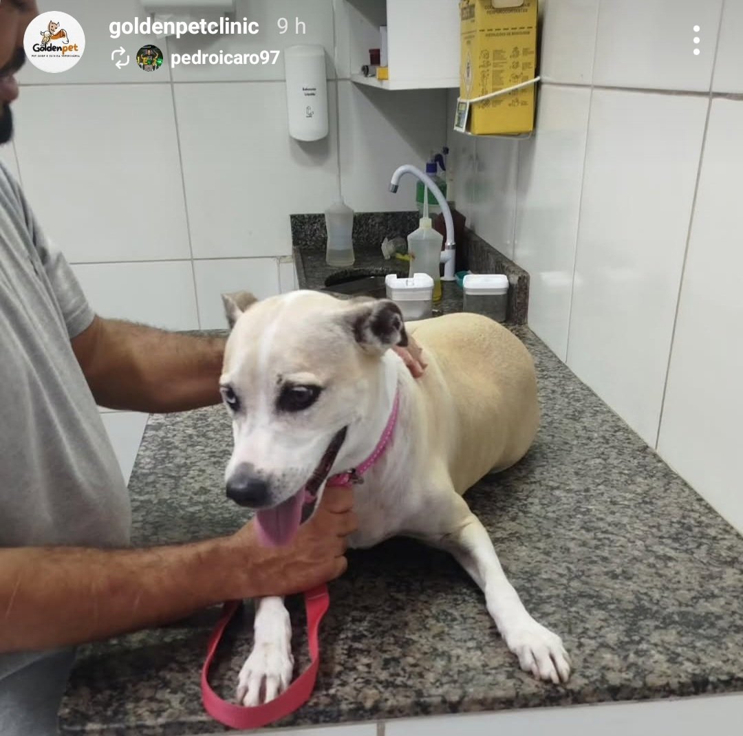 Golden pet - Petshop e Clínica veterinária