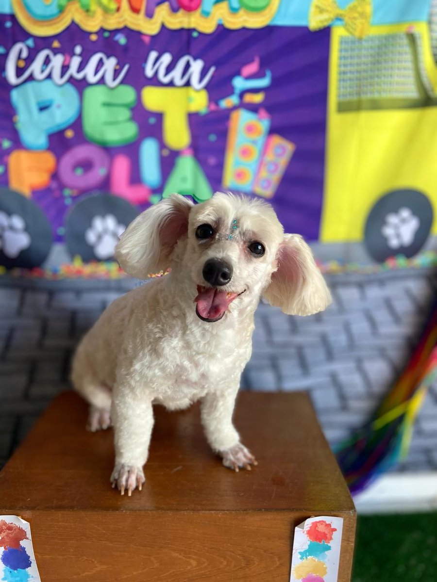 Amigo Animal Clínica Veterinária e Estética Animal